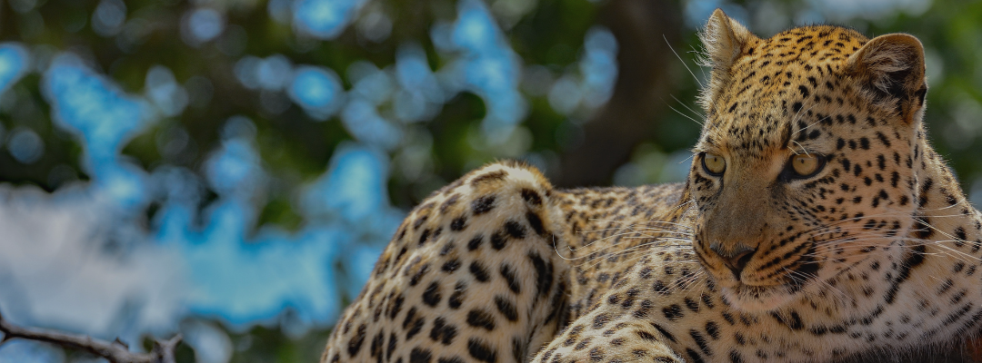 Untamed Wonders: An insight into India’s Wildlife Tourism Potential
